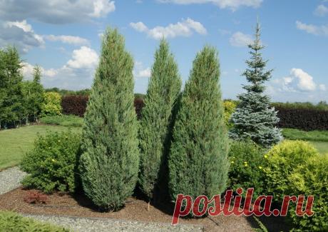 Купить саженцы декоративных деревьев из питомника "КСП" – доставка почтой, СДЭК