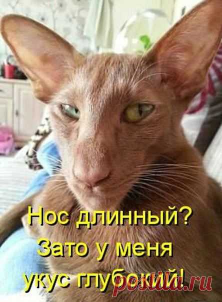 Без кота и жизнь не та ツ