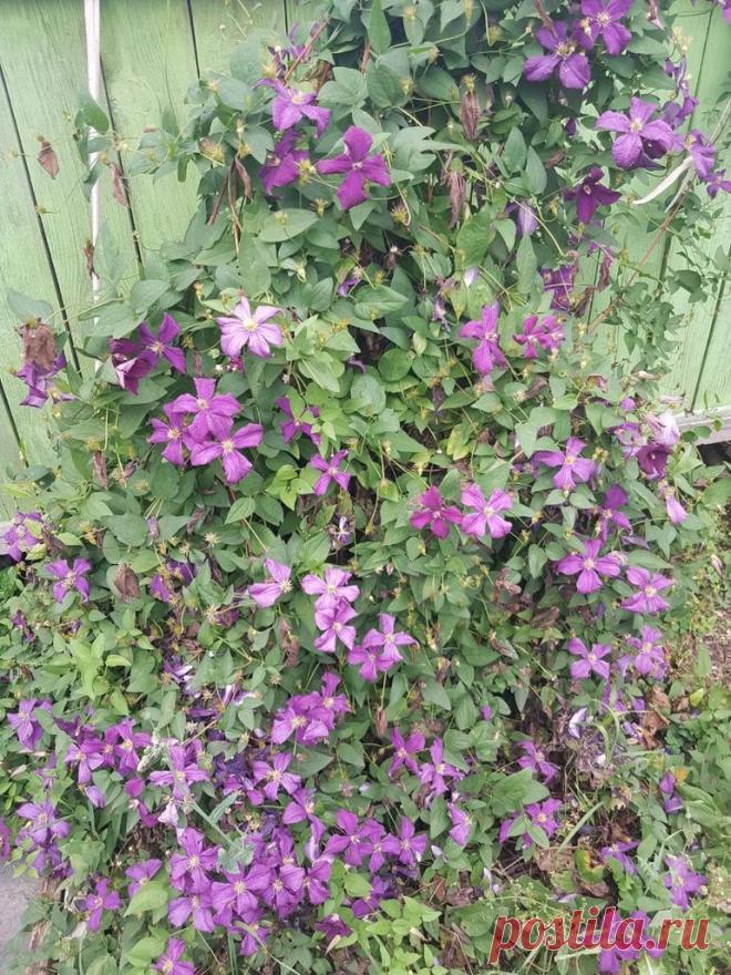Садовая лиана клематис пинк. Способы ухода и посадка в открытом грунте