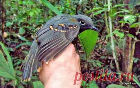 Серая аулия: птица, которая филигранно прикидывается то ли гусеницей, то ли... Трампом!