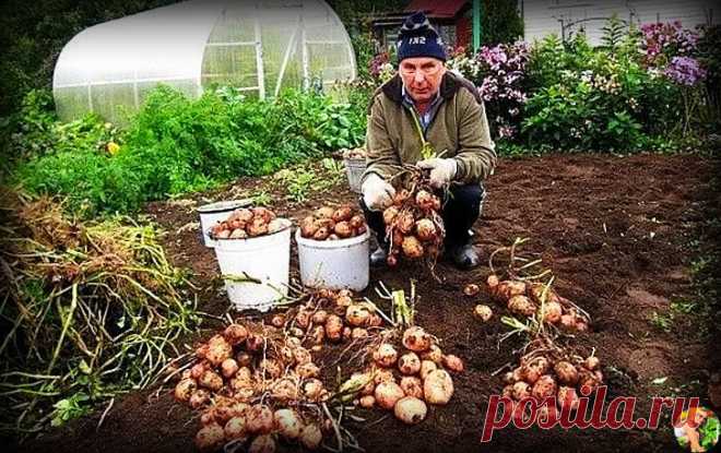 Сосед ежегодно собирает по 2-3 урожая картофеля за сезон. Подсмотрела его необычный метод выращивания. Делюсь способом | Огородница из Тулы I Евгения | Яндекс Дзен