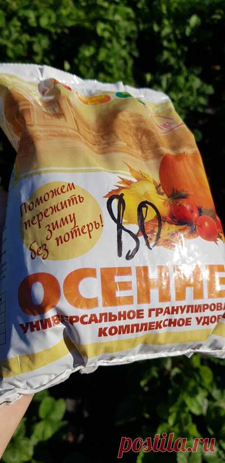 Самая важная подкормка клубники в сентябре. Стимулируем образование цветочных почек на следующий сезон | MyFlowersDream.ru | Яндекс Дзен