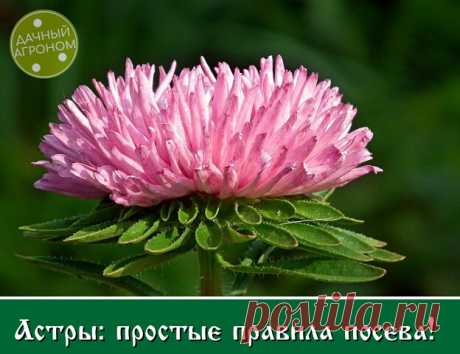 Астры можно сеять сразу в грунт. В этом случае растения будут более крепкими, меньше болеют. Сеять можно под зиму и ранней весной. Чтобы всходы появились раньше, посевы весной накрывают пленкой.

В квартире семена сеют в первой декаде апреля. Если семена свежие, всходы появляются дружно. Покупные семена для гарантии всхожести лучше всего обработать в Цирконе в соответствии с инструкцией.

Часто рассада погибает от черной ножки. Чтобы предотвратить это заболевание, придержи...