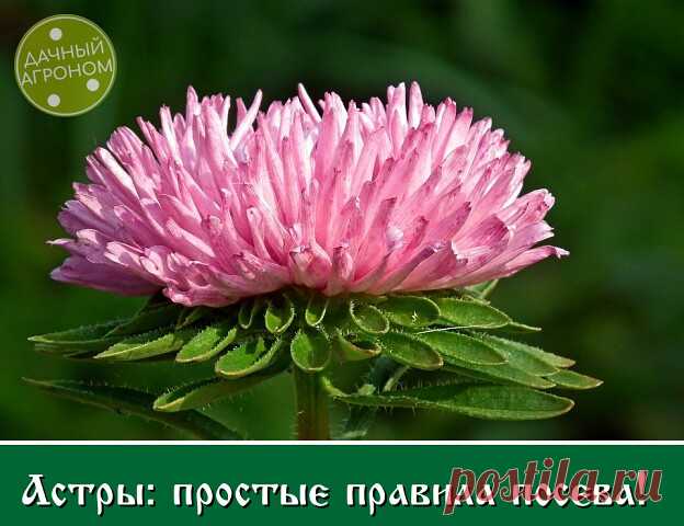 Астры можно сеять сразу в грунт. В этом случае растения будут более крепкими, меньше болеют. Сеять можно под зиму и ранней весной. Чтобы всходы появились раньше, посевы весной накрывают пленкой.

В квартире семена сеют в первой декаде апреля. Если семена свежие, всходы появляются дружно. Покупные семена для гарантии всхожести лучше всего обработать в Цирконе в соответствии с инструкцией.

Часто рассада погибает от черной ножки. Чтобы предотвратить это заболевание, придержи...