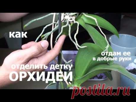 как детку ОРХИДЕИ Ред Липа отделить от цветоноса и БЕСПЛАТНО отдам её в добрые руки 30.09.2018