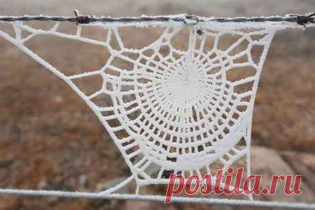 A teia de aranhas congelada parece um tricô