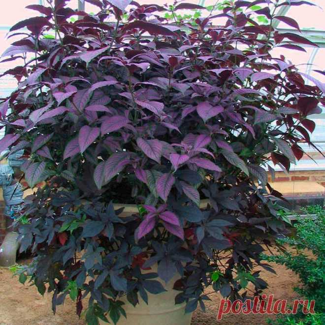 Комнатное растение Стробилантес (Strobilanthes). Особую декоративную ценность стробилантесу придают его пестро окрашенные листья, наиболее выразительные в начальный период своего развития. Большая часть их поверхности с рельефно подчеркнутыми жилками окрашена в красновато-фиолетовые тона. Лишь пильчатый край листьев сохраняет темно-зеленую окраску. Спустя некоторое время листья становятся серебристыми. Основа успеха при культивировании в комнатных условиях - высокая влажность воздуха.