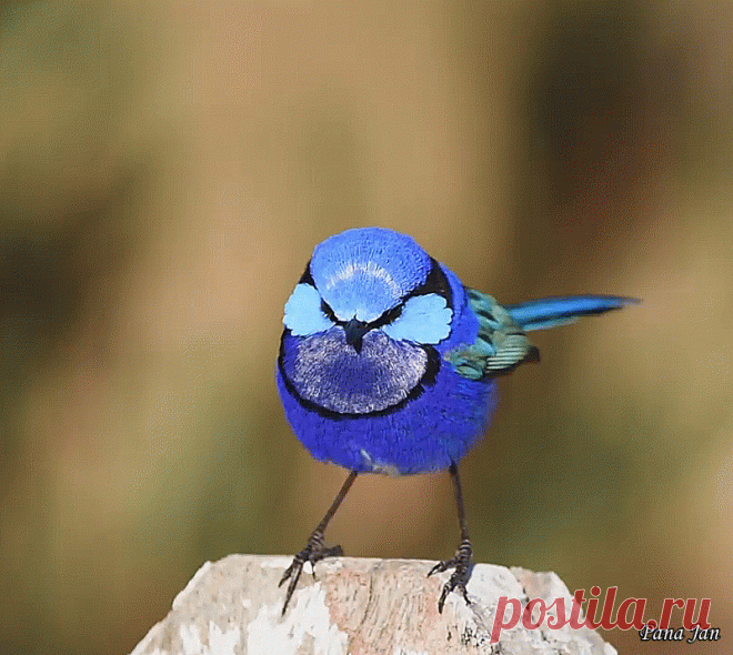 Splendid Fairy wrens