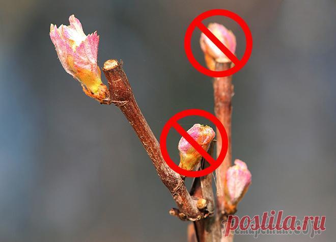 Обрезка винограда весной – пошаговая инструкция для начинающих