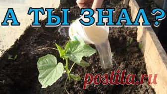 Подкормка для растений из дрожжей: готовим самостоятельно