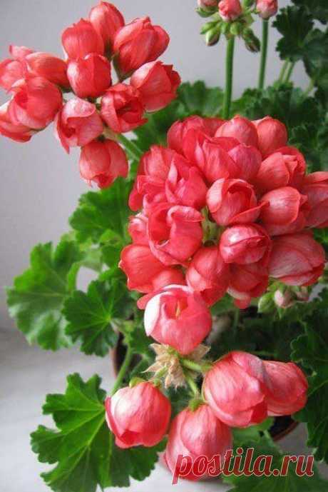 Пеларгонии Тюльпановидные - Tulipa pelargonium

Интересная и привлекательная группа сортов! 
Цветочки очень похожи на тюльпанчики, т.к. полностью не открываются.Получаются очень хорошие, маленькие букетики.

Всего 14 сортов и все они очень разные. Есть высокие и стремящиеся вверх барышни, есть маленькие совершенно не спешащие расти, крохи. Цветовая гамма великолепна: от нежнейшего розового цвета - до безумно сумасшедшего малинового оттенка!
Так же каждая красотка украсила ...