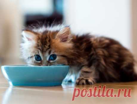 Кормление котят от 1,5 до 7-10 месяцев | ZOODOM