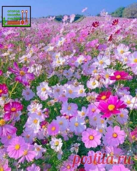 КОСМЕЯ — растение легкого ухода
#цветы #сад 

КОСМЕЯ поистине удивительное растение, оно может расти в засуху, отличается хорошей холодоустойчивостью и может переносить даже легкие заморозки.
Она будет расти и в тени, и на солнце. Только на солнце подарит своему хозяину множество сильных и ярких цветков, а в тени пушистой зеленой массы будет намного больше цветков. Также больше цветов будет при частой посадке, а зеленой массы — при редкой.

Не требовательна к почве и полив...