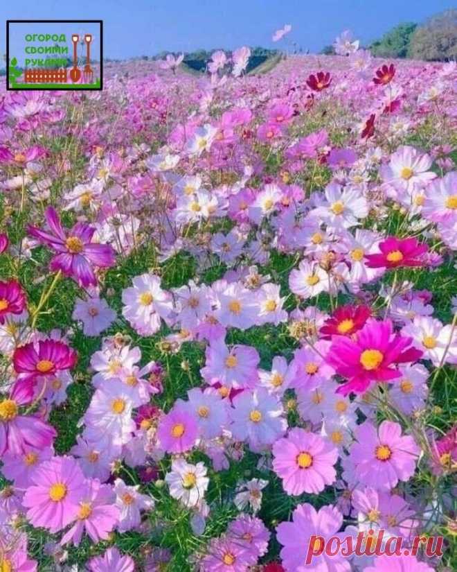 КОСМЕЯ — растение легкого ухода
#цветы #сад 

КОСМЕЯ поистине удивительное растение, оно может расти в засуху, отличается хорошей холодоустойчивостью и может переносить даже легкие заморозки.
Она будет расти и в тени, и на солнце. Только на солнце подарит своему хозяину множество сильных и ярких цветков, а в тени пушистой зеленой массы будет намного больше цветков. Также больше цветов будет при частой посадке, а зеленой массы — при редкой.

Не требовательна к почве и полив...