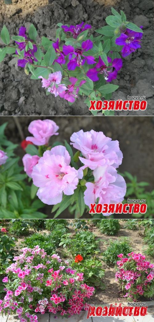 Выращивание годеции