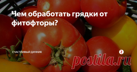 Чем обработать грядки от фитофторы? В августе и даже раньше на наши томаты нападает фитофтора. Чтобы защититься от этой инфекции, нужно проводить профилактические методы уже со стадии рассады.
Источники распространения этой болезни — это, прежде всего, почва и семена. Семена перед посевом нужно обеззараживать. Ветром споры фитофторы переносятся до 300 км. Если растения будут крепкими и устойчивыми к фитофторе, то инфекция ничего не