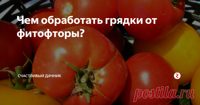 Чем обработать грядки от фитофторы? В августе и даже раньше на наши томаты нападает фитофтора. Чтобы защититься от этой инфекции, нужно проводить профилактические методы уже со стадии рассады.
Источники распространения этой болезни — это, прежде всего, почва и семена. Семена перед посевом нужно обеззараживать. Ветром споры фитофторы переносятся до 300 км. Если растения будут крепкими и устойчивыми к фитофторе, то инфекция ничего не