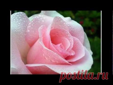 Моему любимому сыну!