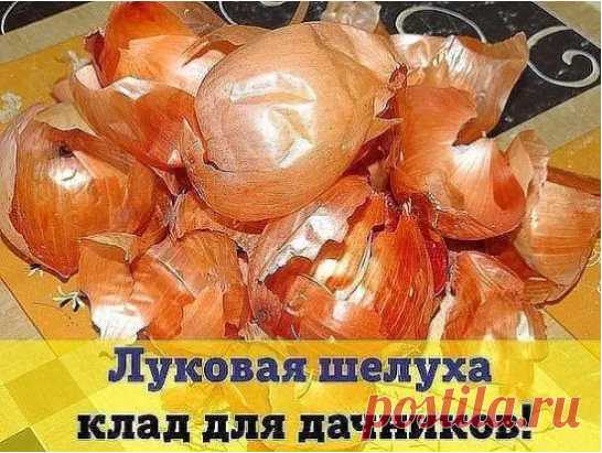 ЛУКОВАЯ ШЕЛУХА - КЛАД ДЛЯ ДАЧНИКОВ
Мы порой проходим мимо старых и проверенных средств повышения урожая или борьбы с вредителями и болезнями.
Луковая шелуха — один из резервов повышения урожайности. Её отвар содержит полный набор таблицы Менделеева: кальций, калий, марганец, магний, железо, медь, селен, хром, бор, медь и т.д. Шелуха убивает патогенную микрофлору в почве, одновременно подкармливает растение микроэлементами. Действует на растения, как настойка женьшеня на человека. Отвар и насто