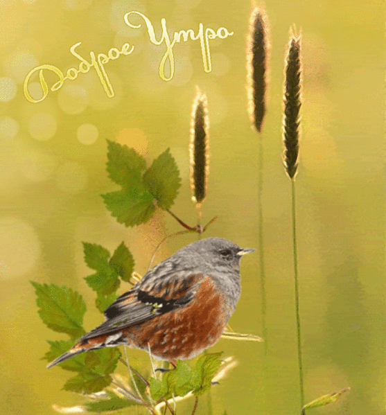 h-16610.jpg (557×599)