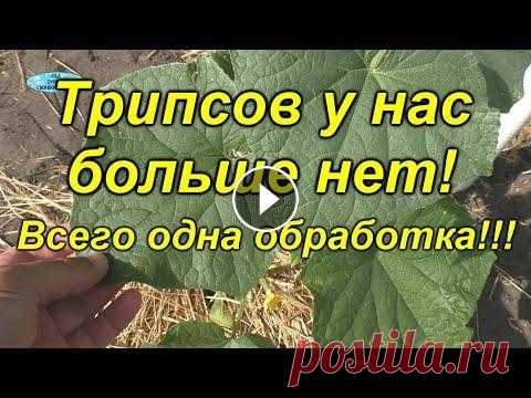 Трипсы посыпались с огурцов от одной обработки! [биологическая] Очень эффективная биологическая обработка огурцов, от которой посыпались все трипсы с наших растений!...