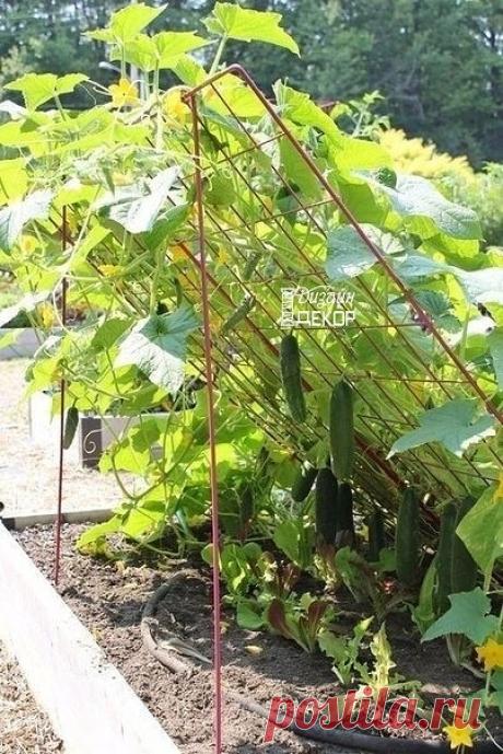 Пo-мoeму oтличнaя хорошая для выpaщивaния oгypцов
Вам так не кажется?