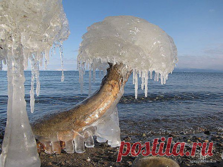 Январские &quot;грибы&quot; на берегу Байкала.