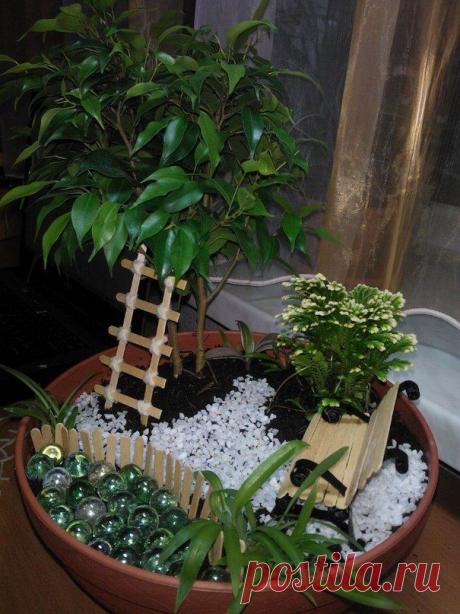 Сад с фикусом Бенджамина