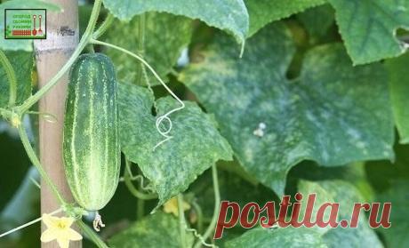 #огород 

От ржавчины, пятнистости и мучнистой росы смешайте:
- 1 столовую ложку соды
- 1 чайную ложку мягкого средства для мытья посуды
- 1 столовую ложку растительного масла
- 1 таблетку растворенного аспирина
- 4,5 литра воды

Смешайте и опрыскивайте этим составом раз в 1-2 недели.

Подобным составом пользовалась еще моя бабуля, только вместо моющего средства всегда брала мыло хозяйственное. Моющее средство нужно для того, чтобы раствор как можно долго оставался на лист...