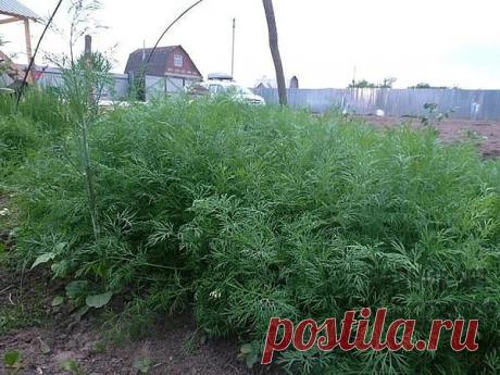 МОЙ МЕТОД ВЫРАЩИВАНИЯ СОЧНОГО УКРОПА БЕЗ ЗОНТИКА
 
Бывают специальные сорта укропа, которые растут пышными кустиками и долго не цветут. Они отлично подойдут "на еду" - в салаты, супы и вторые блюда. К таким сортам относятся:
 
Салют
Буян
Аллигатор
Дилл
Амазон
 
Есть сорта которые выдают немного листиков и быстро пускаются в цветение. Они нужны нам для засолки огурцов и помидоров. Самые популярные так называемые зонтичные сорта:
 
Дальний
Грибовский
Зонтик
Гренадер
Карлик
 ...