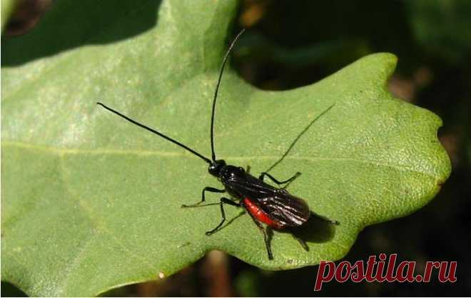 Как привлечь в сад «полезных» насекомых - Садоводка