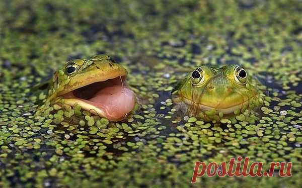 Мой Мир@Mail.Ru