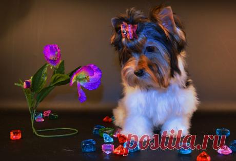 Профессиональный питомник предлагает щенков бивера (цветной йорк). Яркий и правильный окрас, густая шерстка, коротенькие мордочки. Детки привиты по возрасту, имеют все документы (РКФ). Для шоу, разведения и в качестве домашнего любимца. Послепродажное сопровождение, договор.  Эти щенки подарят Вам и вашей семье море положительных эмоций!