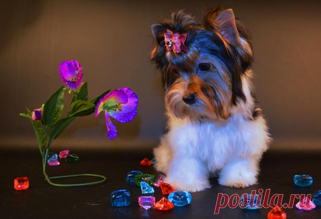 Профессиональный питомник предлагает щенков бивера (цветной йорк). Яркий и правильный окрас, густая шерстка, коротенькие мордочки. Детки привиты по возрасту, имеют все документы (РКФ). Для шоу, разведения и в качестве домашнего любимца. Послепродажное сопровождение, договор.  Эти щенки подарят Вам и вашей семье море положительных эмоций!