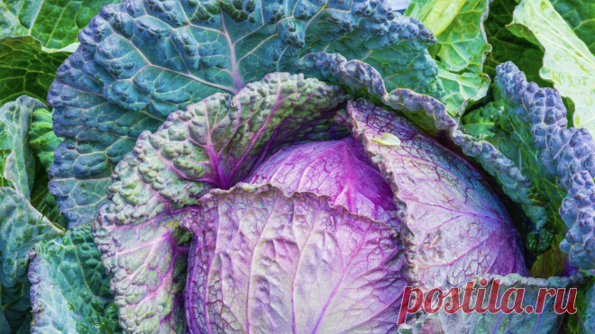 ВИДЕО о здоровье и питании; |  ФАКТЫ О ПИТАНИИ - Майкл Грегер - nutritionfaсts.org на русском языке