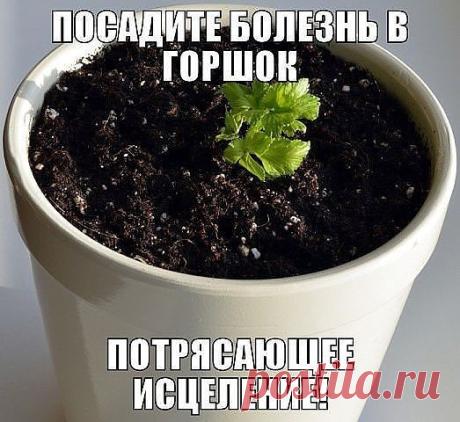 ПОСАДИТЕ БОЛЕЗНЬ В ГОРШОК
Исцелить человека можно очень простым способом, который доступен 
практически каждому. Основывается он на проверенной веками практике, что
 болезнь может быть перенесена с пациента на любой другой организм, в 
частности — на растение.
Процедура проста: надо взять у заболевшего человека небольшое количество
 его мокроты (гноя, мочи, слюны, пота), перемешать с землей и поместить в
 небольшой цветочный горшок. Затем в него следует посадить два–три 
с...