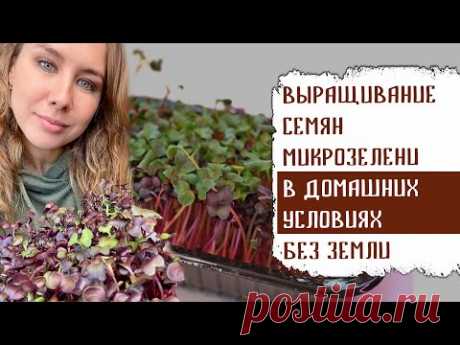 ВЫРАЩИВАНИЕ СЕМЯН МИКРОЗЕЛЕНИ В ДОМАШНИХ УСЛОВИЯХ БЕЗ ЗЕМЛИ