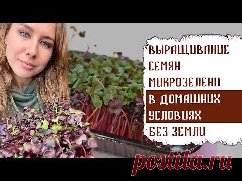 ВЫРАЩИВАНИЕ СЕМЯН МИКРОЗЕЛЕНИ В ДОМАШНИХ УСЛОВИЯХ БЕЗ ЗЕМЛИ