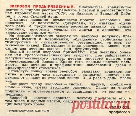 Зверобой продырявленный