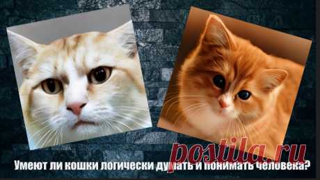 Умеют ли кошки логически думать и понимать человека? Статья автора «VestiNews. Люди, события, факты» в Дзене ✍: Кошки, несомненно, являются одними из самых загадочных и интригующих созданий в мире животных.