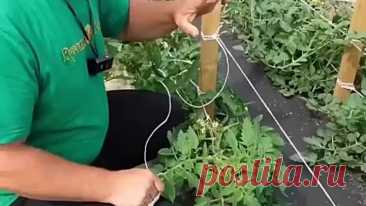 Видео Как быстро подвязать томаты, перцы и баклажаны. | OK.RU