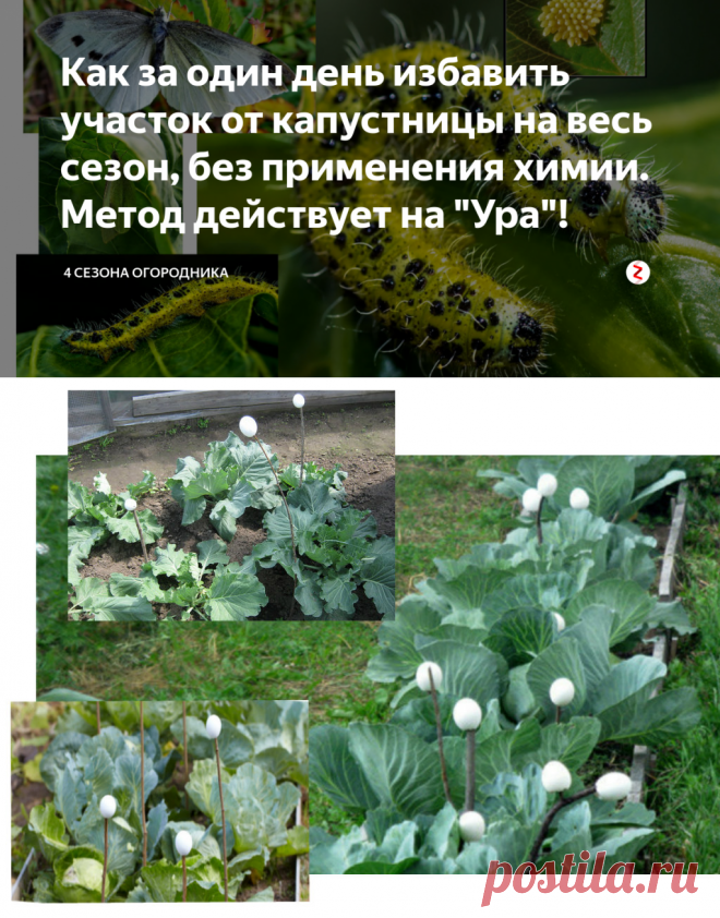 Как за один день избавить участок от капустницы на весь сезон, без применения химии. Метод действует на 