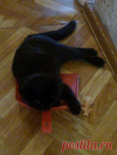 Охо-хо, хозяйка... Дай хоть на совке поспать. А то всё на мне, всё на мне: и готовка, и уборка...Эхе-хе...