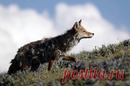 Хищник напал на детей возле торгового центра