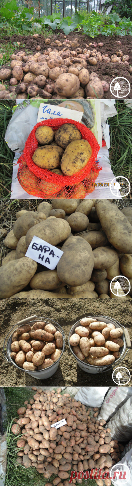Сорта картофеля для Северо-запада – описание, сорта лучшие, урожайные, устойчивые к фитофторе + фото