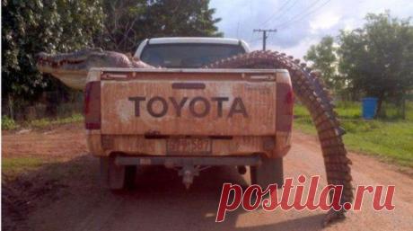 Welcome to Australia / Интересное в IT
