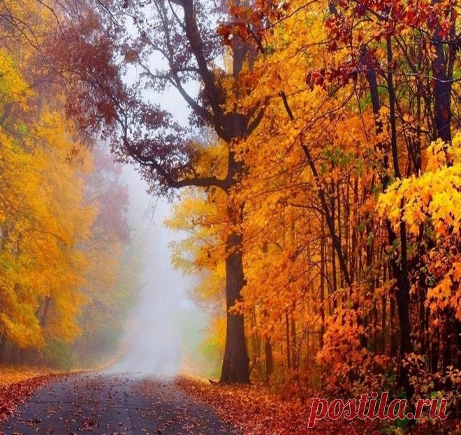 Осеннее утро ...