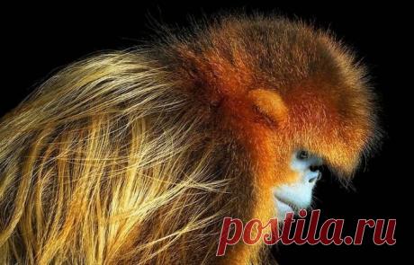 Восхитительные снимки редких животных от фотографа Тима Флача