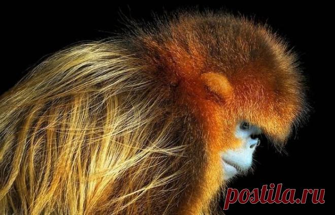 Восхитительные снимки редких животных от фотографа Тима Флача