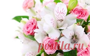 Цветы обои на рабочий стол - страница 50